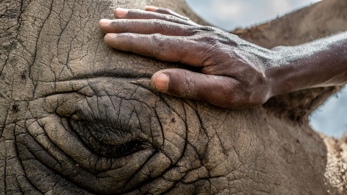 Jak zachránit nosorožce bílého před vyhynutím? Ve Dvoře Králové vědí